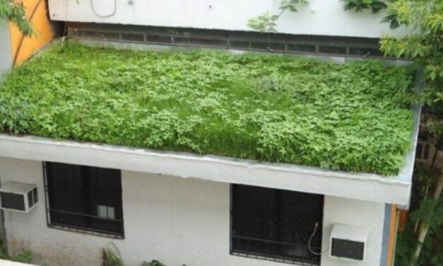 ✌️ En México crean techos ecológicos de uso doméstico que refrescan las casas ✌️