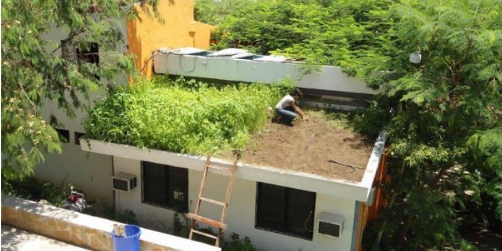 en-mexico-crean-techos-ecologicos-de-uso-domestico-que-refrescan-las-casas-domotej-techos-verdes-movidatuy.com