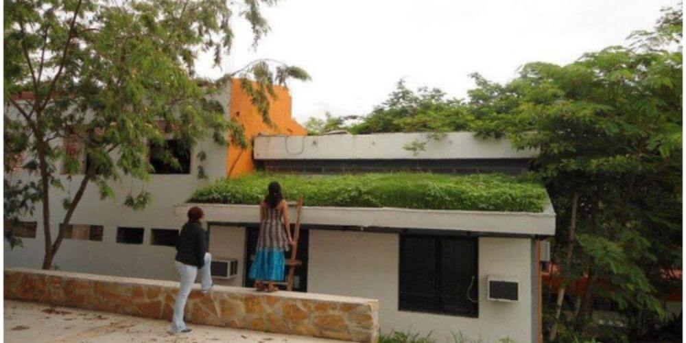 en-mexico-crean-techos-ecologicos-de-uso-domestico-que-refrescan-las-casas-domotej-movidatuy.com