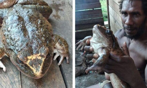 😮 Encontraron a una rana gigante que pesa al menos 1 kilo y mide medio metro 😮