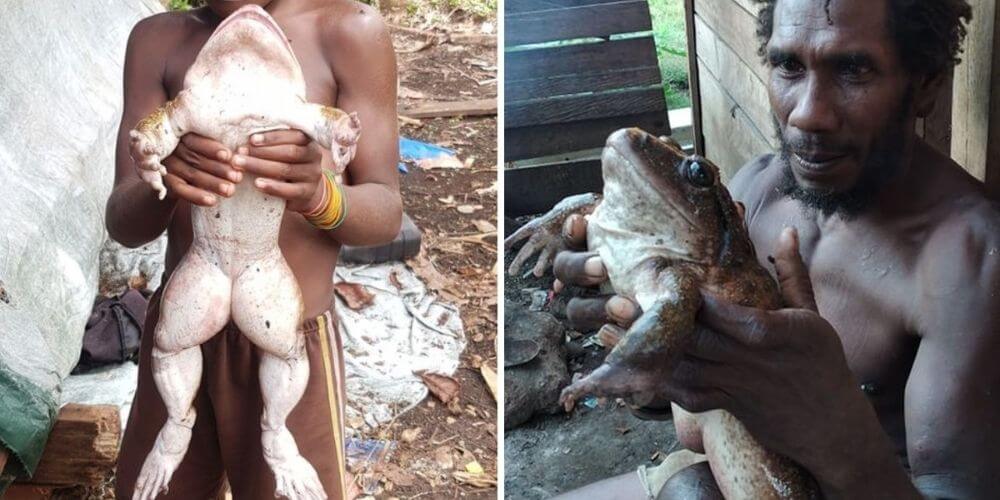 encontraron-a-una-rana-gigante-que-pesa-al-menos-1-kilo-y-mide-medio-metro-parece-bebe-humano-movidatuy.com