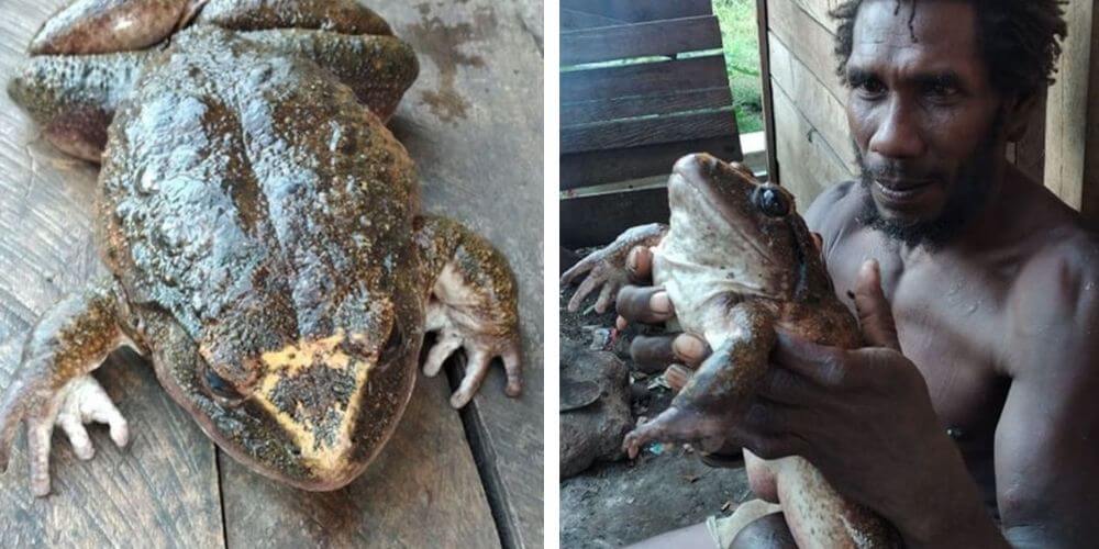 😮 Encontraron a una rana gigante que pesa al menos 1 kilo y mide medio metro 😮