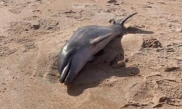 Encuentran a delfín bebé muerto a la orilla de una playa de Florida