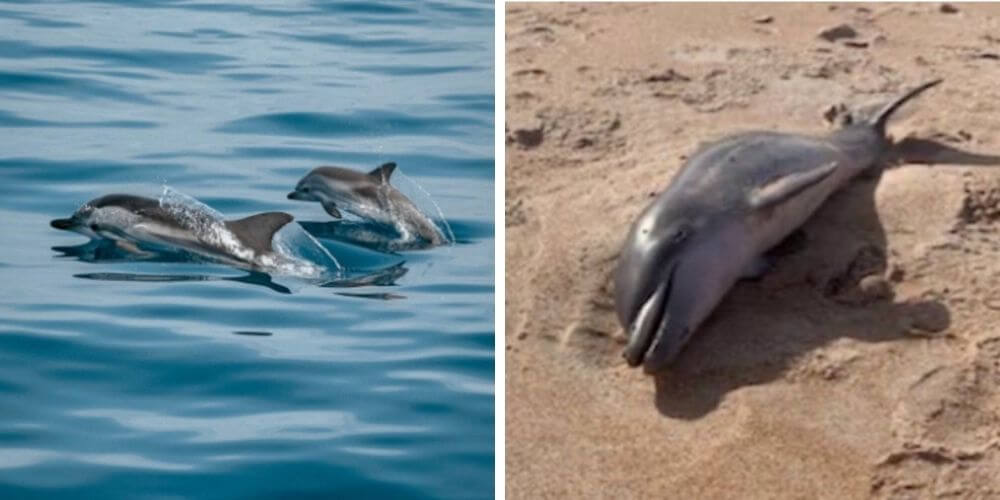 encuentran-a-delfin-bebe-muerto-a-la-orilla-de-una-playa-de-florida-delfines-nadando-movidatuy.com