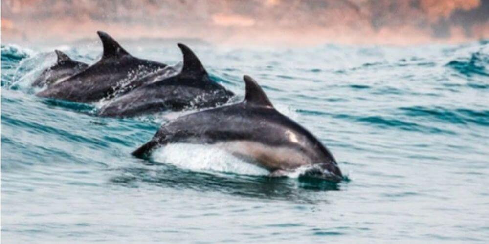 encuentran-a-delfin-bebe-muerto-a-la-orilla-de-una-playa-de-florida-delfines-movidatuy.com