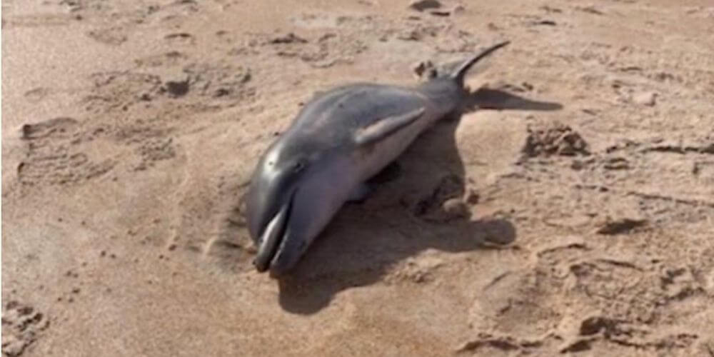 Encuentran a delfín bebé muerto a la orilla de una playa de Florida