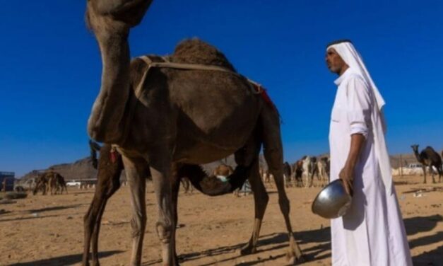 ✌️ Estudios confirman que la leche de camello es más saludable que la de vaca ✌️