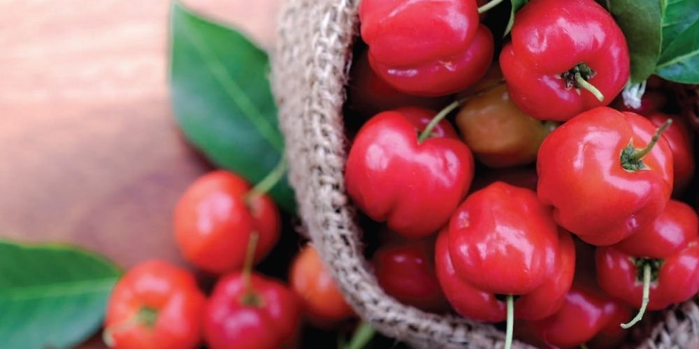 que-es-la-acerola-propiedades-usos-medicinales-salud-movidatuy.com