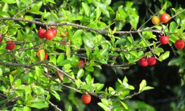 🌿 ¿Qué es la Acerola? Propiedades y usos medicinales 🌿