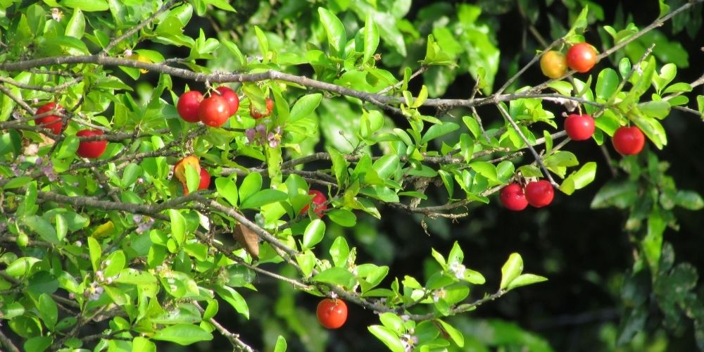 🌿 ¿Qué es la Acerola? Propiedades y usos medicinales 🌿