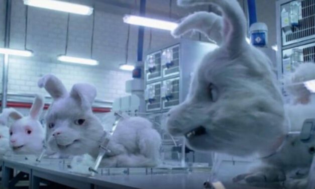 ✌️ Taiwán prohíbe las pruebas crueles en animales para fines médicos ✌️