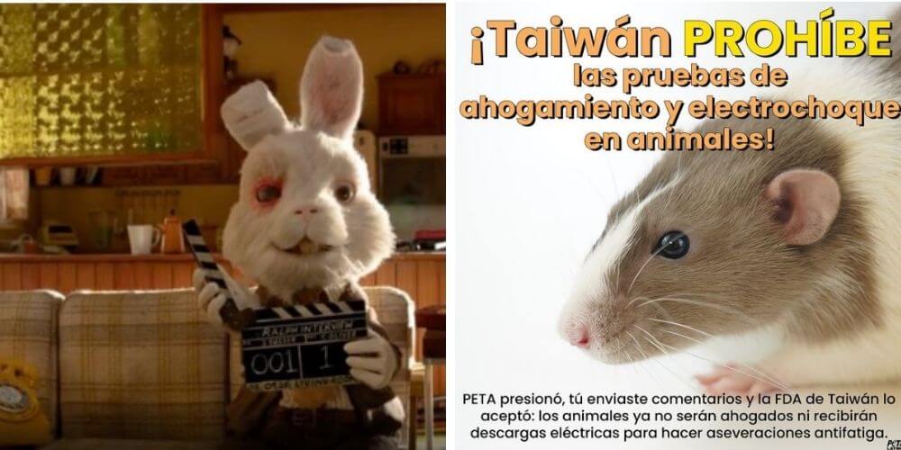 taiwan-prohibe-las-pruebas-crueles-en-animales-para-fines-medicos-peta-publicacion-instagram-movidatuy.com