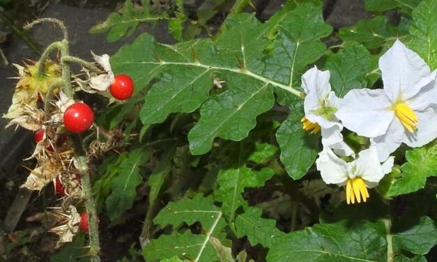 ✅ Conoce cuáles son los beneficios medicinales del revienta caballos ✅