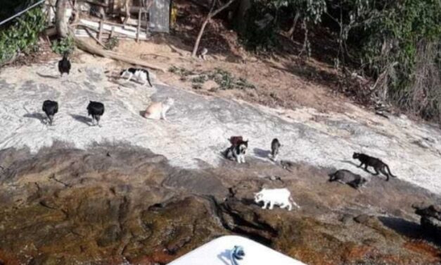 😮 En Brasil hay una pequeña isla que está llena de gatos abandonados por sus dueños 😮