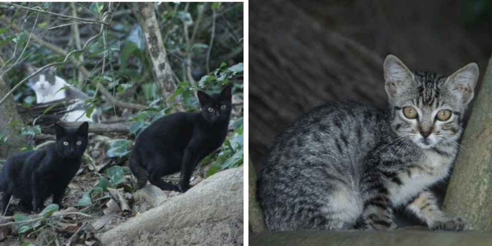 en-brasil-hay-una-pequeña-isla-que-esta-llena-de-gatos-abandonados-por-sus-dueños-gatos-movidatuy.com