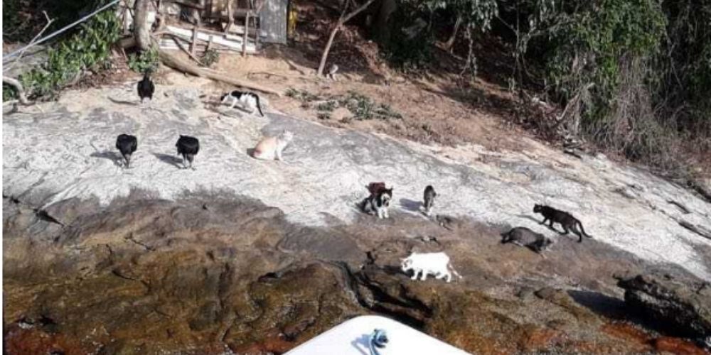 😮 En Brasil hay una pequeña isla que está llena de gatos abandonados por sus dueños 😮