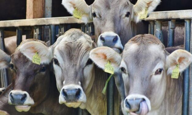 ✌️ Estudios realizados revelan que las dietas basadas en vegetales ayudan a mantener la fauna ✌️