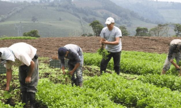 Venezuela: ingenieros agrónomos solicitan al gobierno desarrollar un plan que garantice la seguridad alimentaria