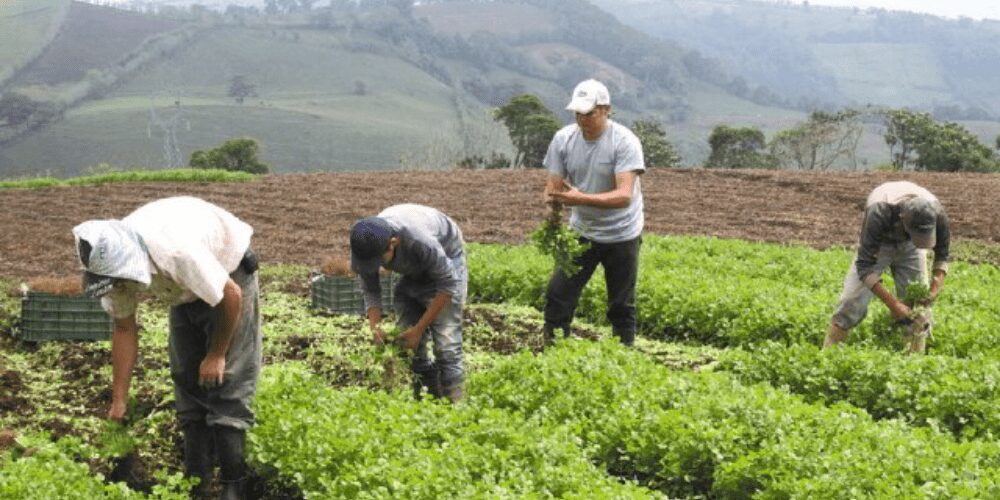 Venezuela: ingenieros agrónomos solicitan al gobierno desarrollar un plan que garantice la seguridad alimentaria