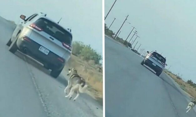 ✌️ Autoridades arrestan al hombre que abandonó a un husky en la carretera ✌️