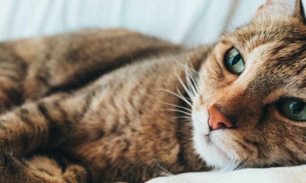 ✌️ Condenan a 3 meses de cárcel para hombre autista que agredió a 7 gatos ✌️
