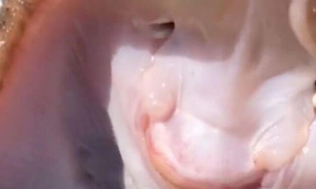 👎 Esta mantarraya se retuerce del dolor aunque pareciera que está sonriendo 👎