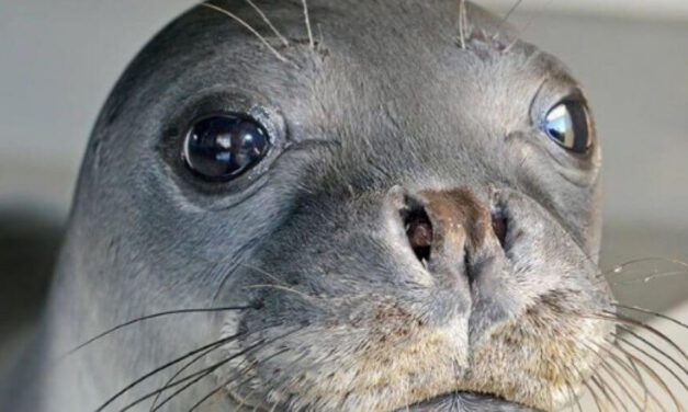 👎 Kostis falleció por un arpón, era la foca mascota de la isla griega de Alonissos 👎