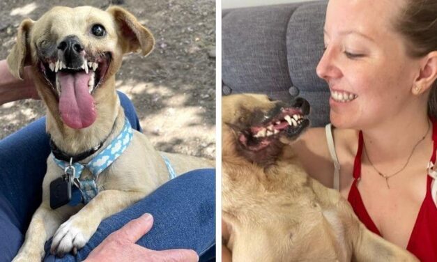 ✌️ Perrita que perdió la mitad de la cara y un ojo ahora vive feliz con su dueña ✌️