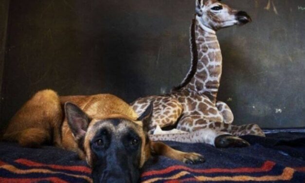 Muere la jirafa Jazz que fue abandonada por su madre y adoptada por un perro