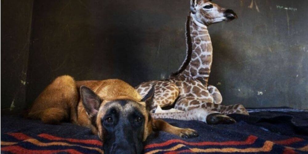 Muere la jirafa Jazz que fue abandonada por su madre y adoptada por un perro