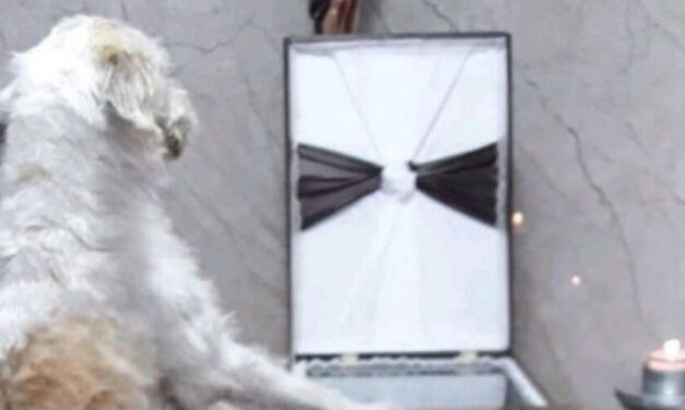 ✌️ Perrito permanece fiel a su dueño fallecido durante todo su funeral ✌️