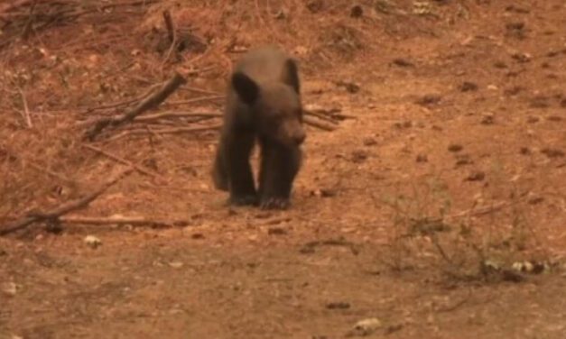 Rescatistas acogen y vigilan a un cachorro oso en malas condiciones tras incendios en California