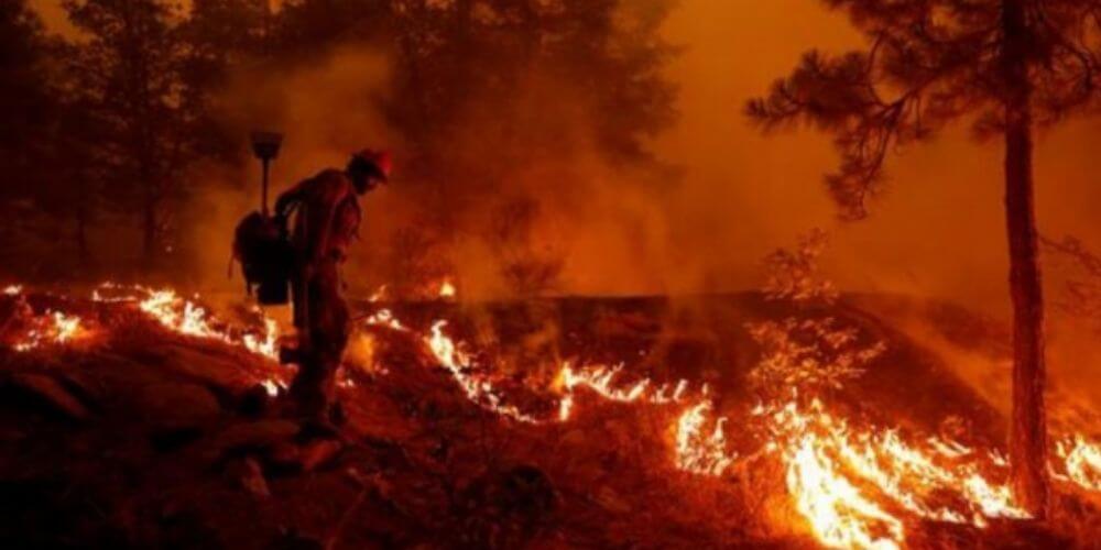 rescatistas-acogen-y-vigilan-a-un-cachorro-oso-en-malas-condiciones-tras-incendios-en-california-fuego-llamas-movidatuy.com