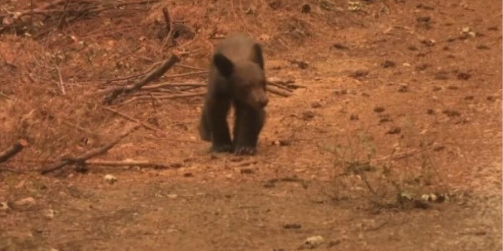 Rescatistas acogen y vigilan a un cachorro oso en malas condiciones tras incendios en California