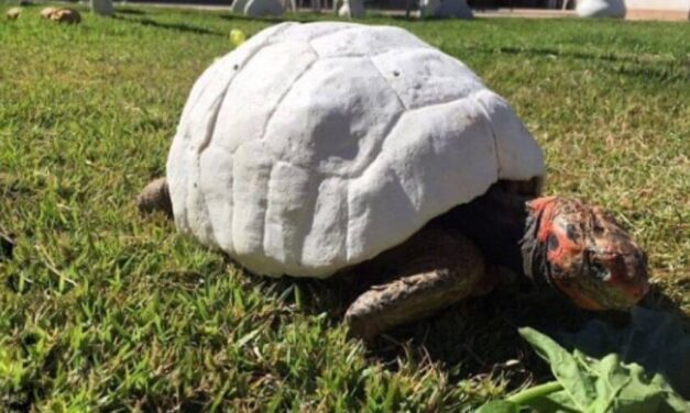 ✌️ Adorable tortuga recibió el primer caparazón del mundo impreso en 3D ✌️