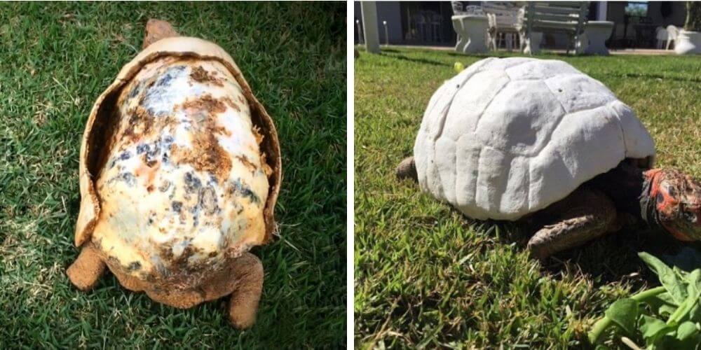 adorable-tortuga-recibio-el-primer-caparazon-del-mundo-impreso-en-3D-freddy-antes-despues-movidatuy.com