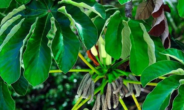 ✅ Ambay, planta argentina para problemas respiratorios y mucho más ✅