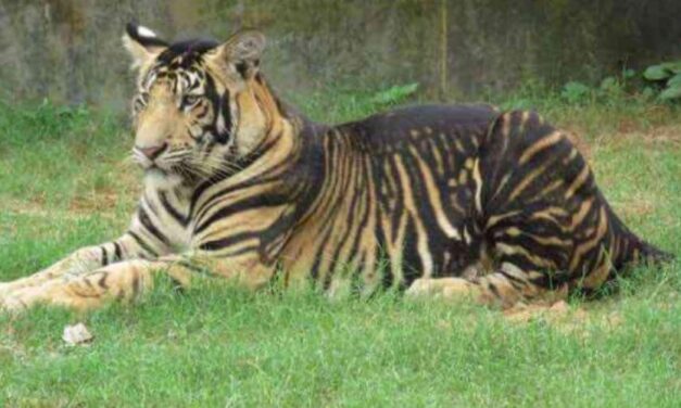 ✌️ Estudios científicos aseguran que las rayas de los tigres negros de India son por una mutación genética ✌️