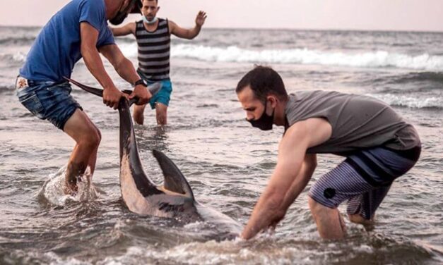 ✌️ Grupo de jóvenes rescataron a dos delfines encallados en una playa de Cuba ✌️