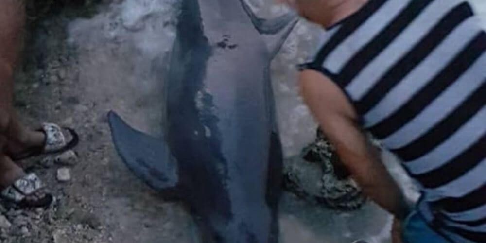 grupo-de-jovenes-rescataron-a-dos-delfines-encallados-en-una-playa-de-cuba-rescate-movidatuy.com
