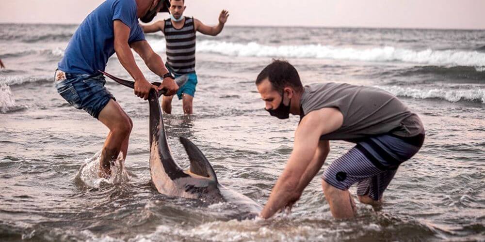 ✌️ Grupo de jóvenes rescataron a dos delfines encallados en una playa de Cuba ✌️