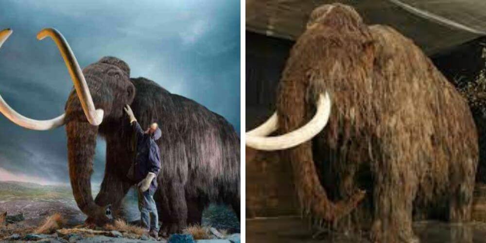 inician-proyecto-que-busca-revivir-al-extinto-mamut-lanudo-combatiendo-el-cambio-climatico-museo-prueba-movidatuy.com