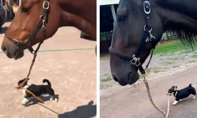 ✌️ Insólita historia de un perrito que saca a pasear a un caballo como si fuera humano ✌️