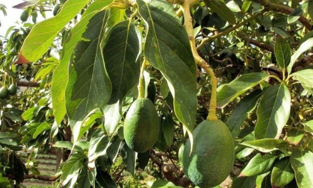✅ ¿Para qué sirven las hojas de aguacate? Beneficios que te sorprenderán ✅