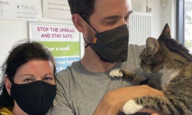 😮 Pareja recibe a su gato que llevaba 10 años perdido, pensaron que no regresaría 😮