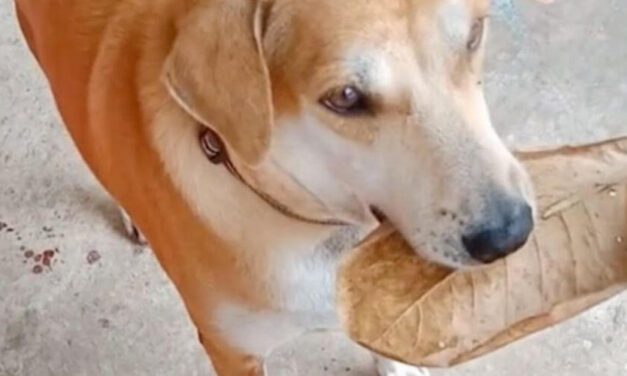 ✌️ Tierno perrito quiso pagar su comida con una hoja pensando que era dinero ✌️