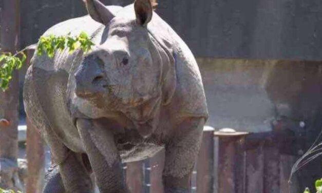 😮 Un rinoceronte escapa de su corral en un zoológico de Estados Unidos en busca de alimento 😮