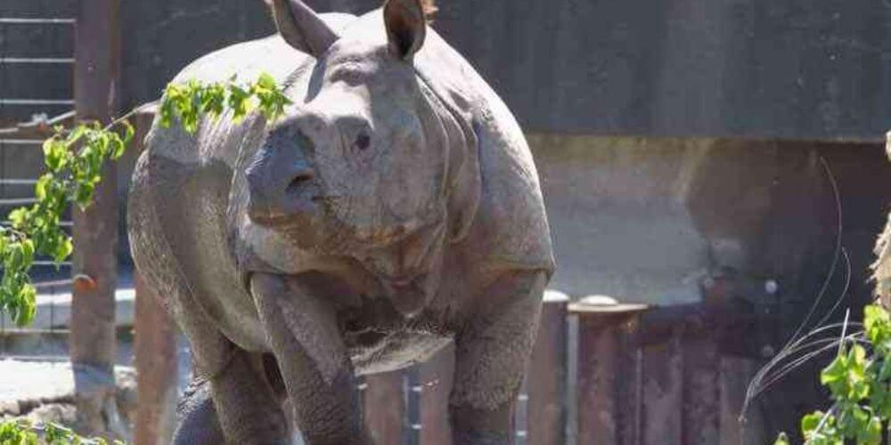 😮 Un rinoceronte escapa de su corral en un zoológico de Estados Unidos en busca de alimento 😮
