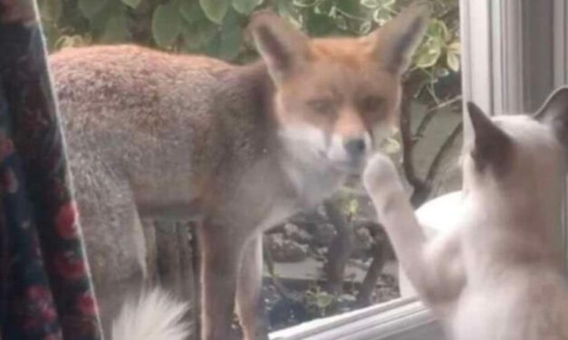 ✌️ Conmovedor momento en el que una zorra saluda a una gata a través de la ventana ✌️