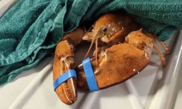 😮 Especie extraña de langosta naranja casi es un platillo en restaurante canadiense 😮